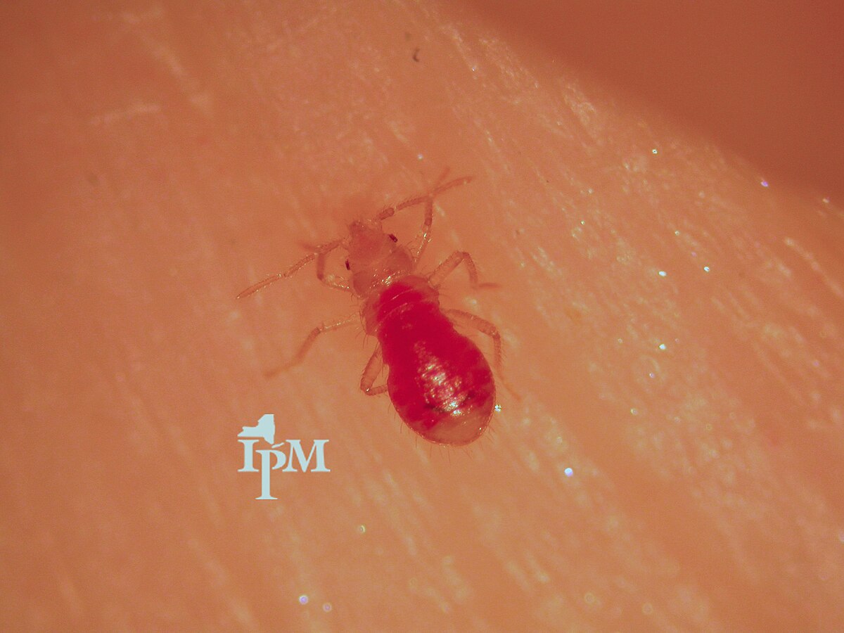 Bed Bug Photos Bed Bug Survivors Bed Bug Photos Bed Bug Survivors